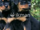 Rottweiler Puppies