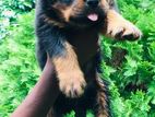 Rottweiler Puppy