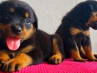 Rottweiler Puppies