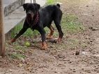 Rottweiler Dog for Kind Home