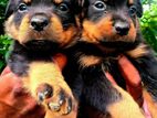 Rottweiler Puppy