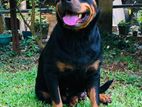 Rottweiler Dog