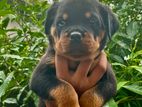 Rottweiler Puppies