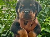 Rottweiler Puppies