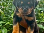 Rottweiler Puppies