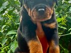 Rottweiler Puppy