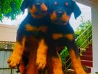 Rottweiler Puppies