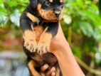 Rottweiler Puppies