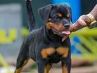 Rottweiler Dog