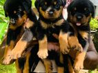 Rottweiler Dog