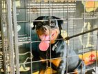 Rottweiler Dog