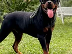 Rottweiler Puppy