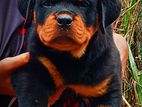 Rottweiler Dog