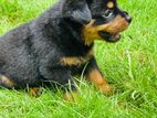 Rottweiler Puppy