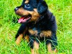 Rottweiler Puppy