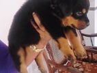 Rottweiler Puppy