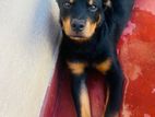 Rottweiler Puppy