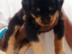 Rottweiler Puppies