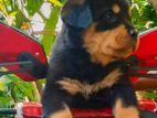 Rottweiler Puppies