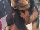 Rottweiler Puppy