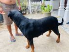 Rottweiler Dog
