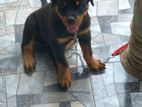 Rottweiler