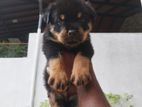 Rottweiler Puppy