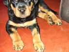 Rottweiler Puppy
