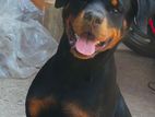 Rottweiler Puppy