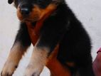 Rottweiler Puppy