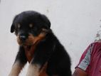 Rottweiler Puppy