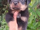 Rottweiler Puppies