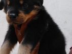 Rottweiler Puppy