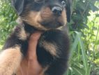 Rottweiler Puppies