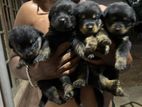 Rottweiler Puppies