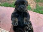 Rottweiler Dog