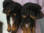 Rottweiler Puppy