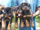 Rottweiler Dog
