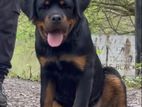 Rottweiler