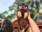 Rottweiler Dog