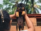 Rottweiler Puppy