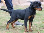 Rottweiler Puppies