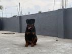Rottweiler Dog