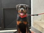 Rottweiler Dog