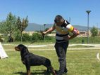 Rottweiler Puppy