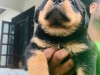 Rottweiler Puppies