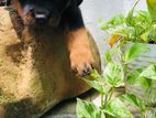Rottweiler Puppy