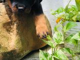 Rottweiler Puppy