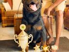 Rottweiler Puppy