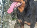 Rottweiler Puppy